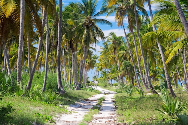 Strada a terra attraverso le palme Repubblica Dominicana