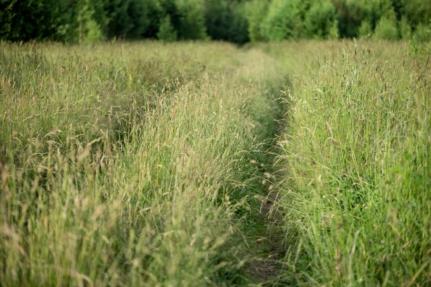 Strada a terra attraverso un campo tra l'erba folta