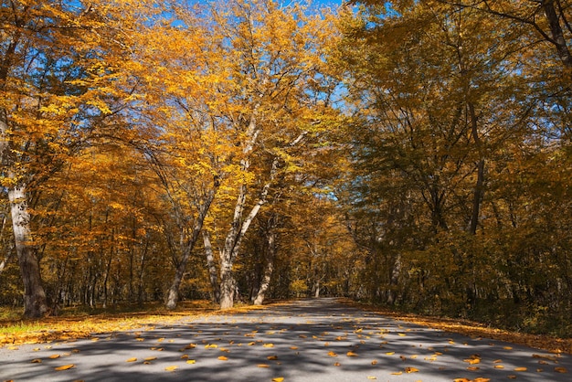 Strada asfaltata attraverso il bosco autunnale