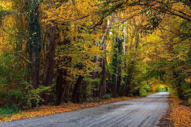 Strada asfaltata attraverso il bosco autunnale