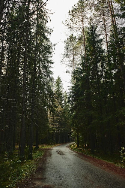 Strada asfaltata che attraversa una foresta di conifere scura