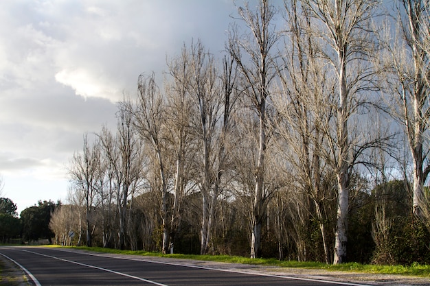 strada asfaltata con alti alberi senza foglie