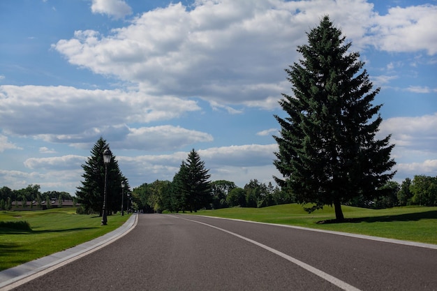 Strada asfaltata nel bosco