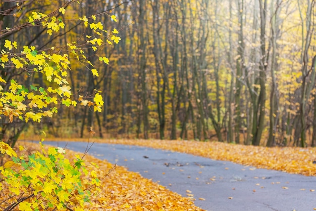 Strada asfaltata nel mezzo della foresta durante l'autunno dorato