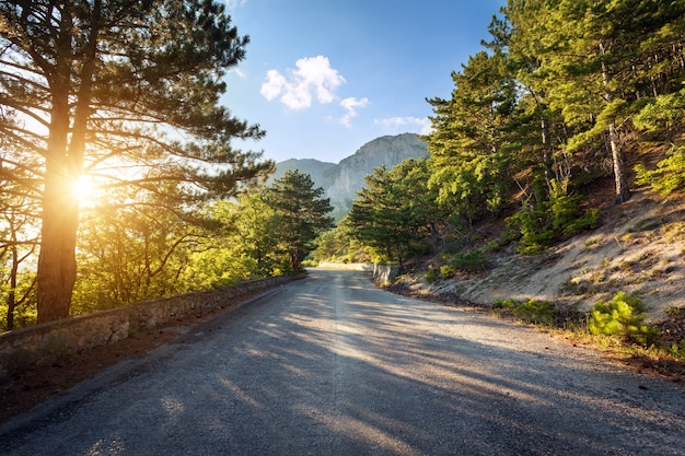 Strada asfaltata nella foresta di estate al tramonto. Montagne di Crimea