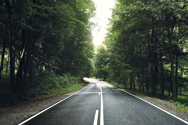 Strada asfaltata nella foresta