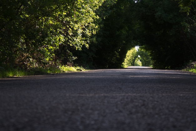 Strada asfaltata tra la foresta