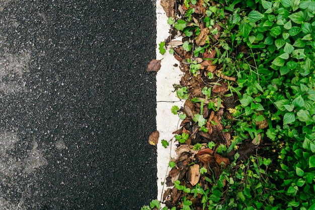 Strada asfaltata umida con le foglie cadenti e fondo dell&#39;erba verde, spazio vuoto della copia.