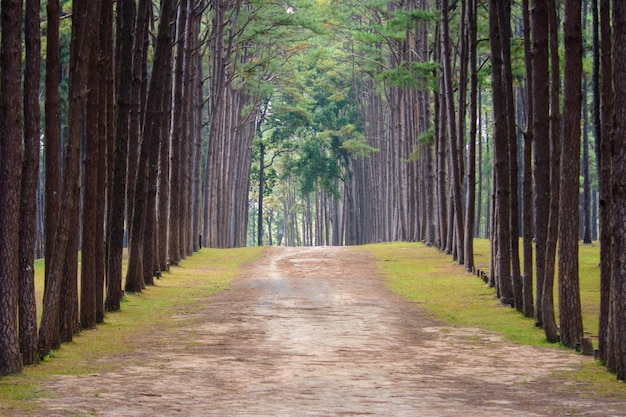 Strada attraverso il giardino della foresta verde dei pini a Suan Son Bo Kaew Chiang Mai Thailandia