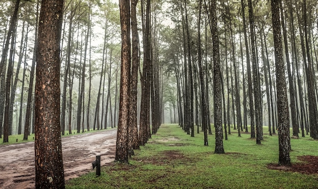 Strada attraverso la foresta di pini, vista di alberi di pino nella foresta di conifere