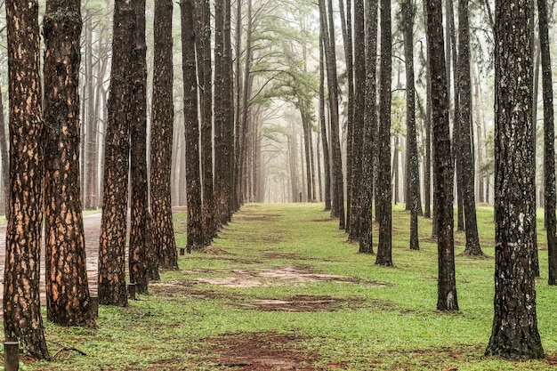 Strada attraverso la foresta di pini, vista di alberi di pino nella foresta di conifere