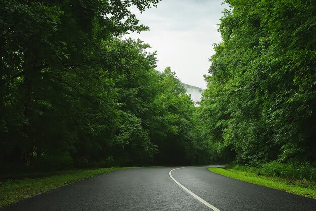 Strada attraverso la foresta Nebbia di pioggia