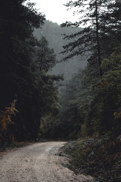 Strada attraverso la foresta oscura in una giornata piovosa