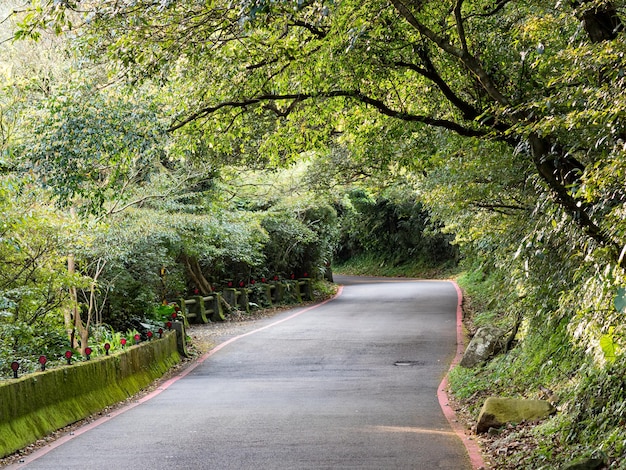 Strada attraverso un bellissimo bosco verde a Taipei Taiwan