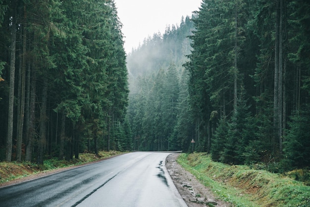 Strada bagnata vuota dopo la pioggia invernale nel concetto di viaggio della foresta delle montagne