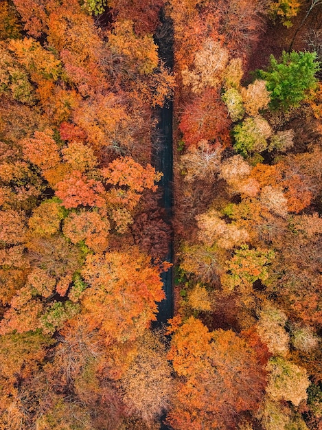 Strada buia e foresta colorata in autunno Polonia
