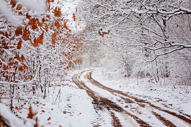 Strada campestre con bellissimi alberi ai lati in una giornata invernale