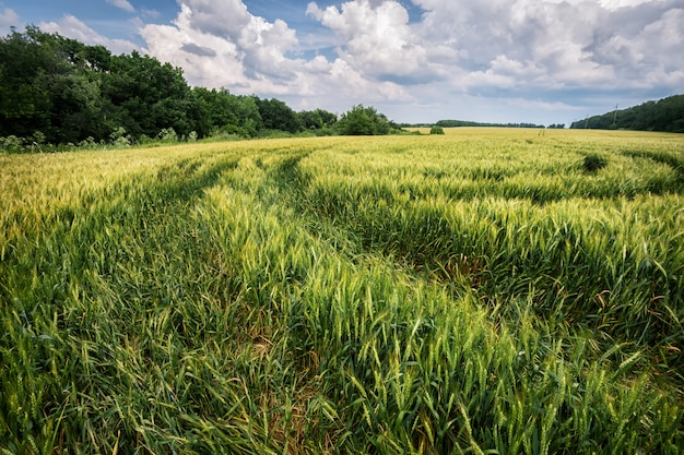 Strada campestre in campo con maturazione spighe di grano