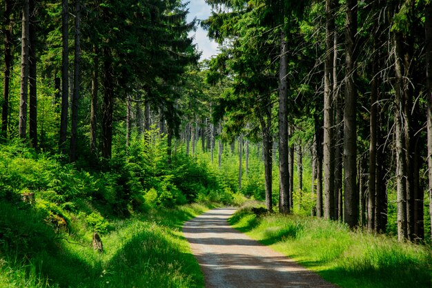 Strada campestre in montagne dei Sudeti, Polonia