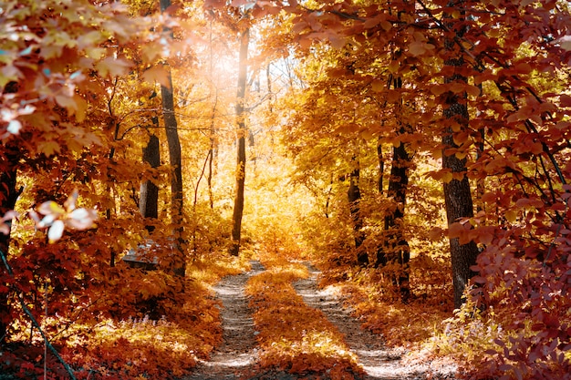 Strada campestre nella foresta di autunno