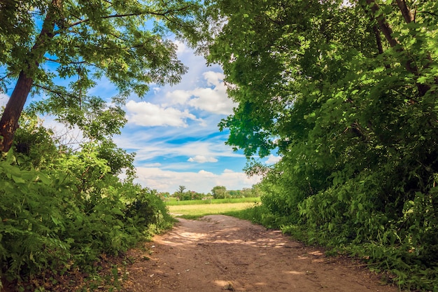 Strada campestre vicino agli alberi verdi in un giorno di estate soleggiato