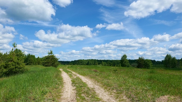 Strada che conduce alla foresta attraverso un campo verde