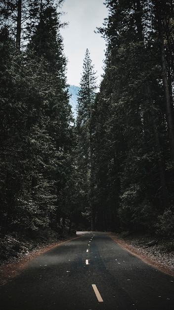 Strada che passa attraverso lo sfondo dello schermo mobile del Parco Nazionale di Yosemite