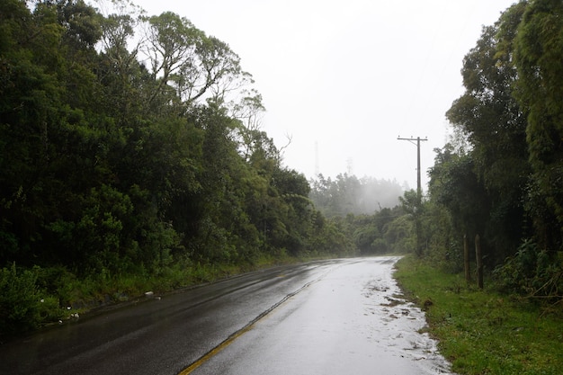 Strada circondata da alberi che mostra la striscia centrale in una giornata nebbiosa