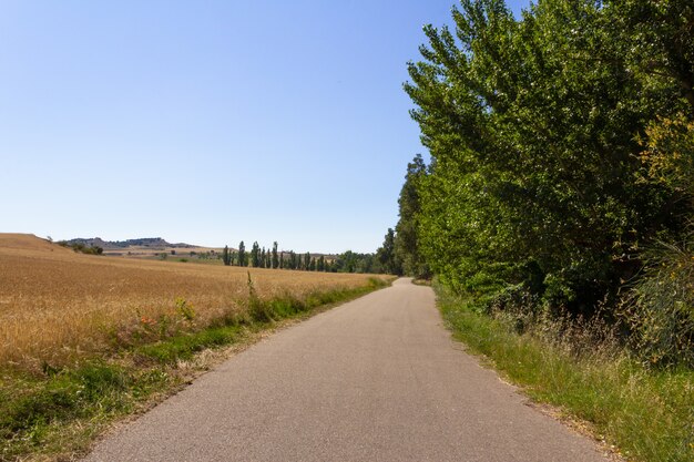 Strada circondata da campi di cereali.