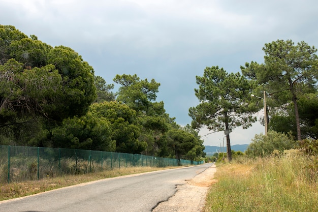 Strada con alberi di pino