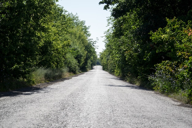 Strada con alberi su entrambi i lati