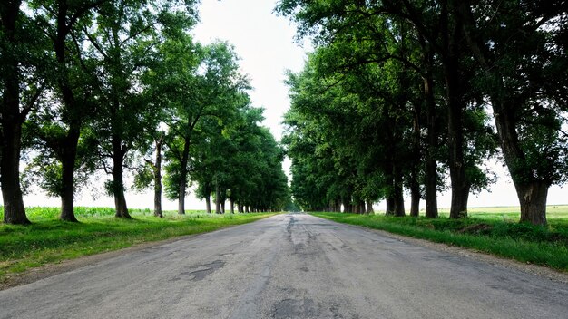 Strada con alberi verdi in una giornata estiva