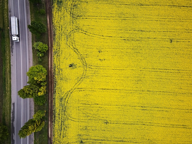 Strada con automobili attraverso il campo vista aerea del campo dei fiori di colza primaverile, vista dall'alto da un drone di un passaggio di colza raccolto