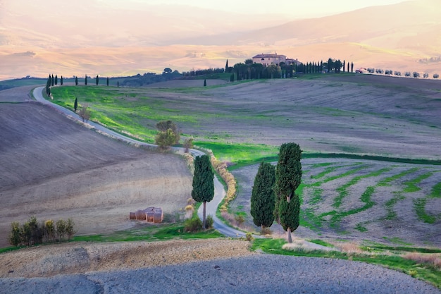 Strada con cipressi e campi all'alba