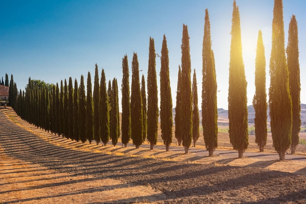 Strada con cipressi in Toscana al tramonto tipico paesaggio toscano