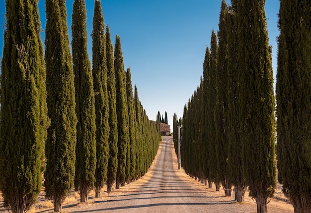 Strada con cipressi in Toscana tipico paesaggio toscano