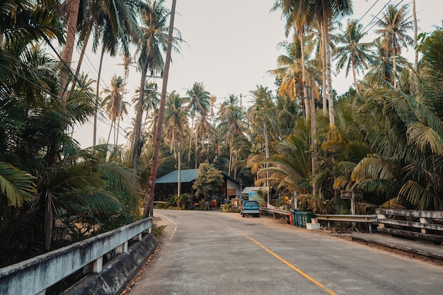 Strada con gli alberi di cocco al mattino