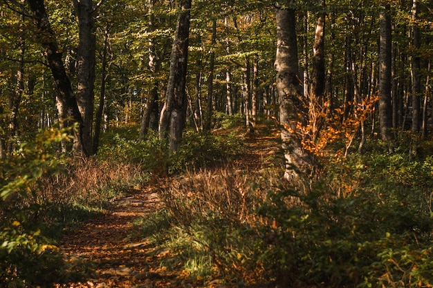Strada con l'arancia e le foglie verdi nella foresta scenica di autunno