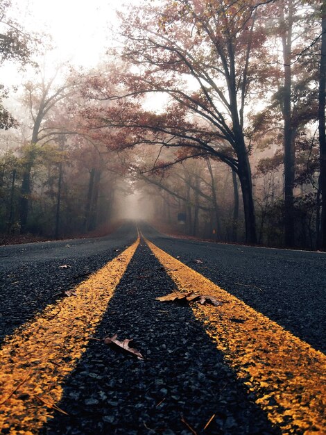 Strada con marcature in mezzo agli alberi durante il tempo nebbioso