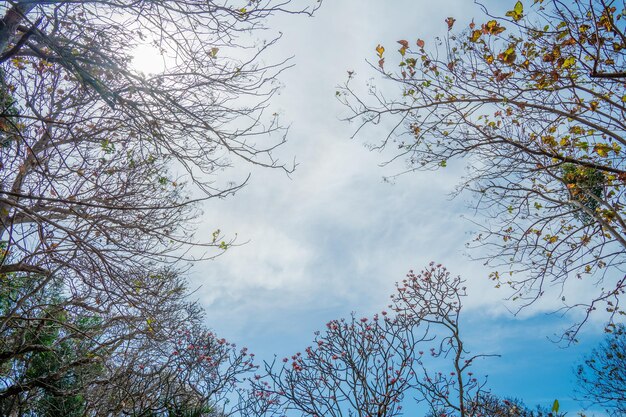 Strada con molti alberi di fiori di frangipani in autunno a Bach Dinh Vung Tau città Vietnam Travel concep