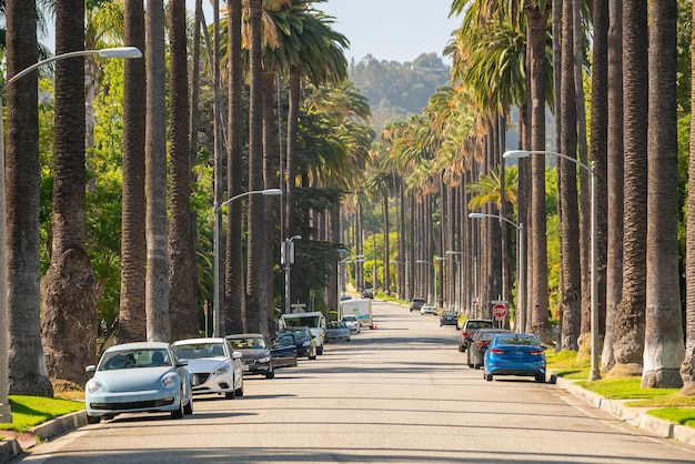 Strada con palme a Beverly Hills Los Angeles California