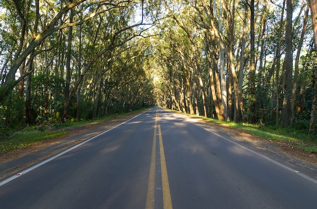 Strada con tunnel naturale formato da alberi di eucapilto