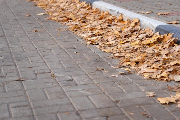 Strada con un confine con foglie autunnali cadute secche