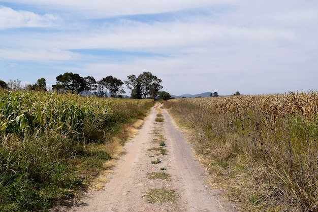 strada con zone agricole sui lati piante verdi e vecchie di mais orizzonte sfondo con cielo blu