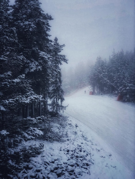 Strada coperta di neve in mezzo agli alberi della foresta