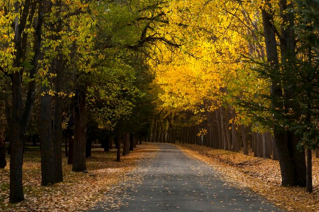 Strada costellata di foglie cadute tra gli alberi.