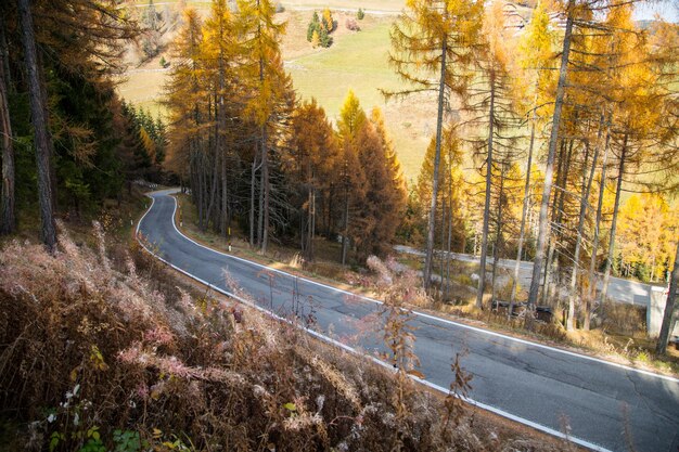 Strada curva a S in autunno Bolzano, Italia.