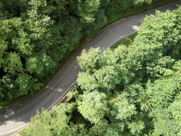 Strada curva nella foresta