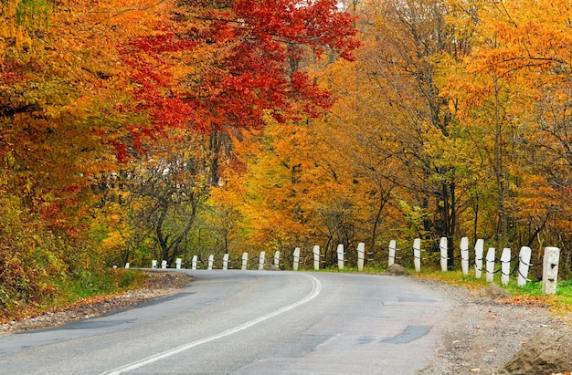 Strada d'autunno nella foresta