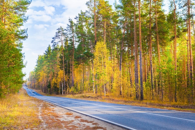 Strada d'autunno nella natura. Autostrada nel parco, foglie gialle.